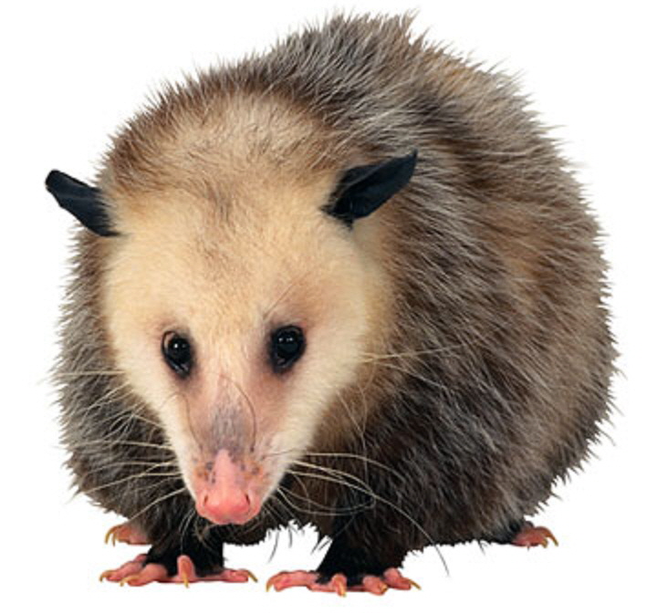 opossum